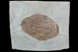 Fossil Leaf (Beringiaphyllum) - Montana #101966-1